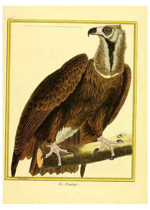 Reproducción/Reproduction 49639826681: Planches enluminées d'histoire naturelle. Paris? :s.n.,1765-1783?. 