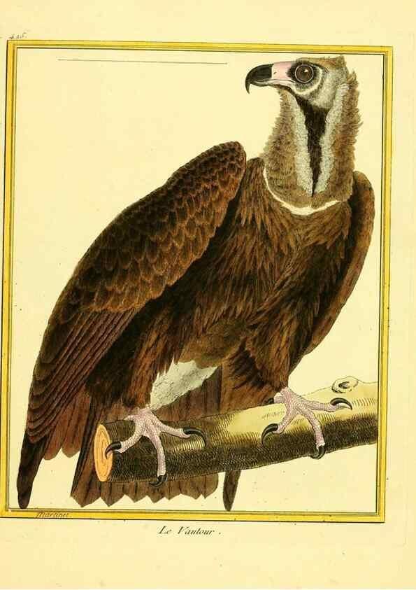 Reproducción/Reproduction 49639826681: Planches enluminées d'histoire naturelle. Paris? :s.n.,1765-1783?. 