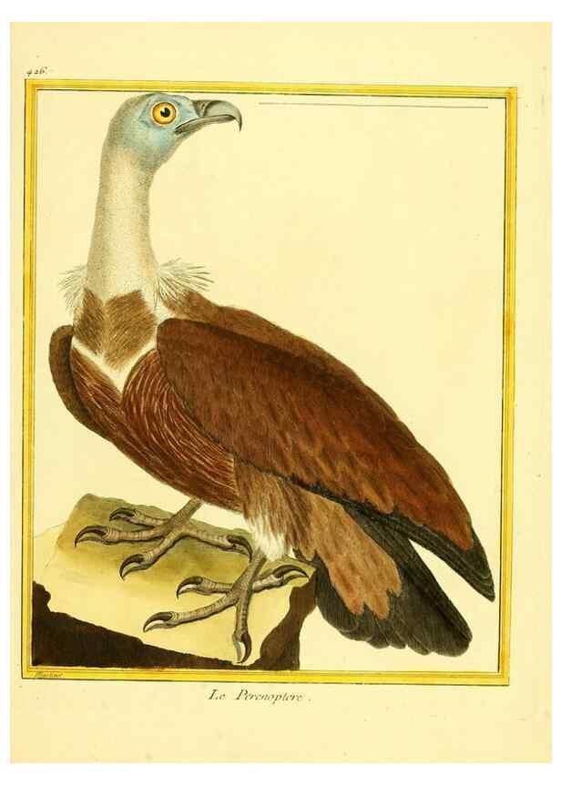 Reproducción/Reproduction 49639826946: Planches enluminées d'histoire naturelle. Paris? :s.n.,1765-1783?. 