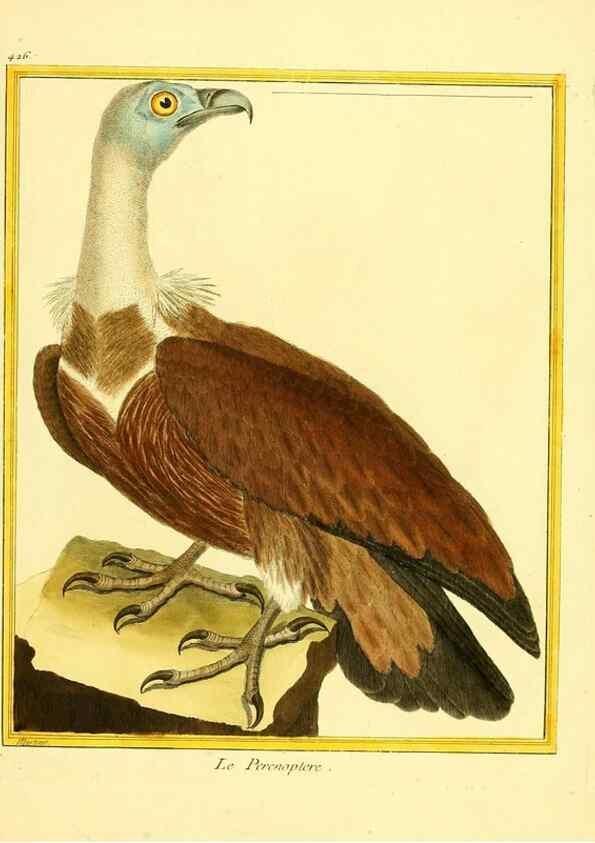 Reproducción/Reproduction 49639826946: Planches enluminées d'histoire naturelle. Paris? :s.n.,1765-1783?. 