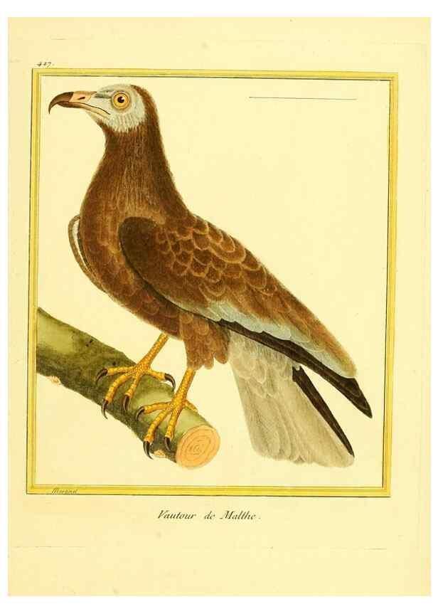 Reproducción/Reproduction 49639827201: Planches enluminées d'histoire naturelle. Paris? :s.n.,1765-1783?. 