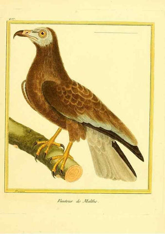 Reproducción/Reproduction 49639827201: Planches enluminées d'histoire naturelle. Paris? :s.n.,1765-1783?. 