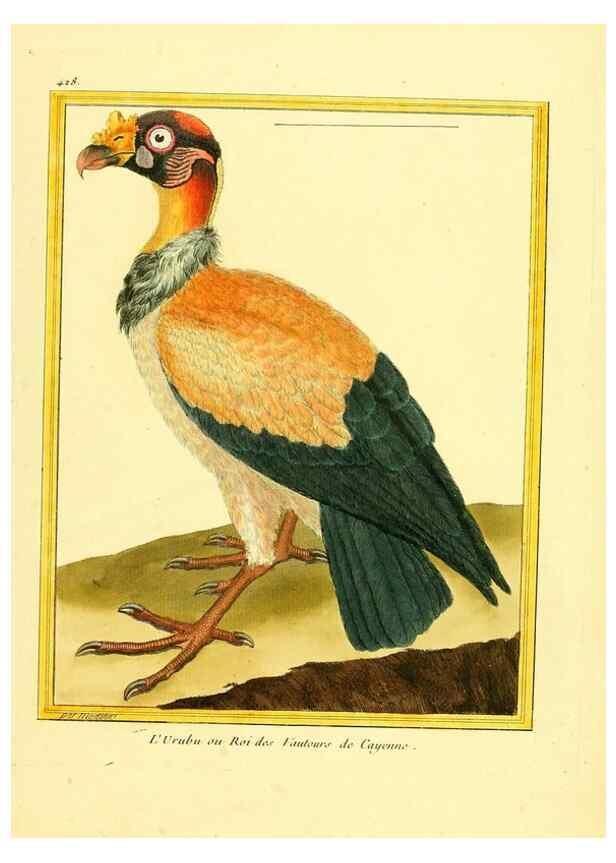 Reproducción/Reproduction 49639301898: Planches enluminées d'histoire naturelle. Paris? :s.n.,1765-1783?. 