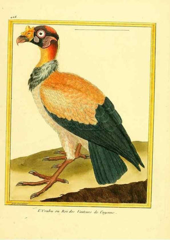 Reproducción/Reproduction 49639301898: Planches enluminées d'histoire naturelle. Paris? :s.n.,1765-1783?. 