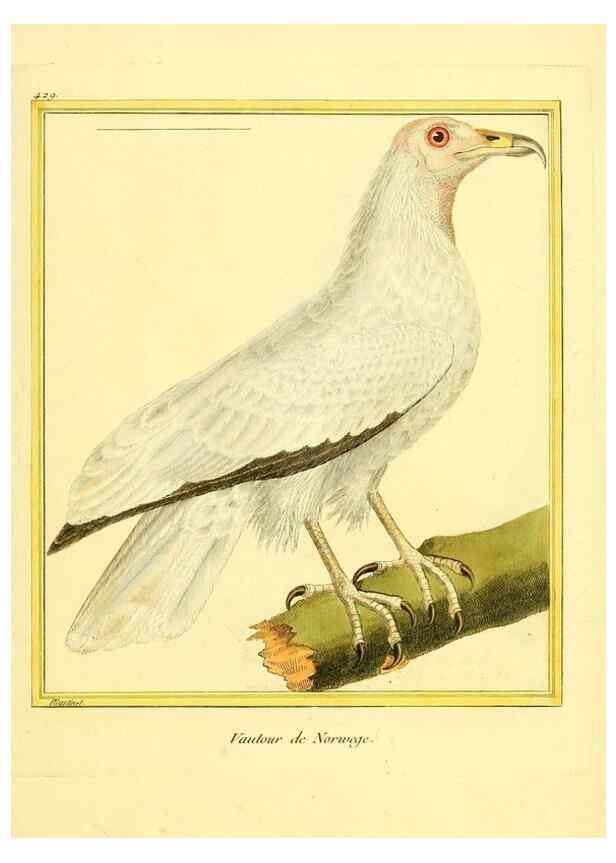 Reproducción/Reproduction 49639827816: Planches enluminées d'histoire naturelle. Paris? :s.n.,1765-1783?. 