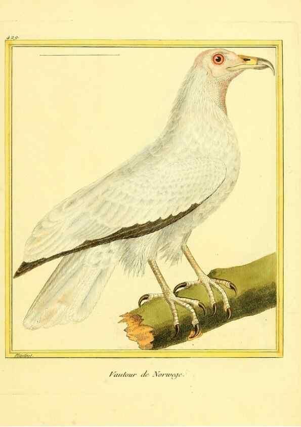 Reproducción/Reproduction 49639827816: Planches enluminées d'histoire naturelle. Paris? :s.n.,1765-1783?. 