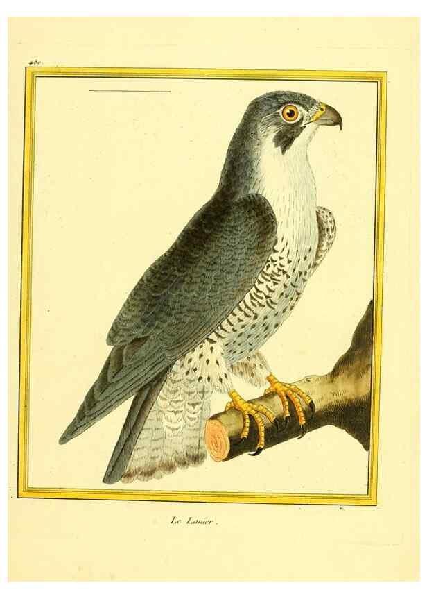 Reproducción/Reproduction 49639828086: Planches enluminées d'histoire naturelle. Paris? :s.n.,1765-1783?. 