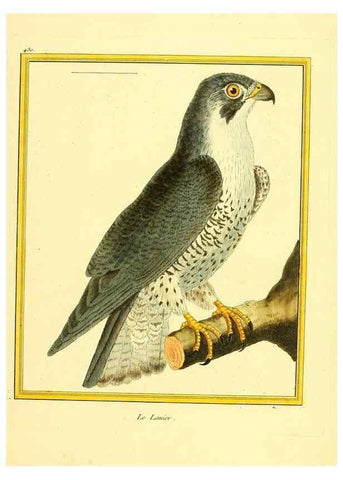 Reproducción/Reproduction 49639828086: Planches enluminées d'histoire naturelle. Paris? :s.n.,1765-1783?. 