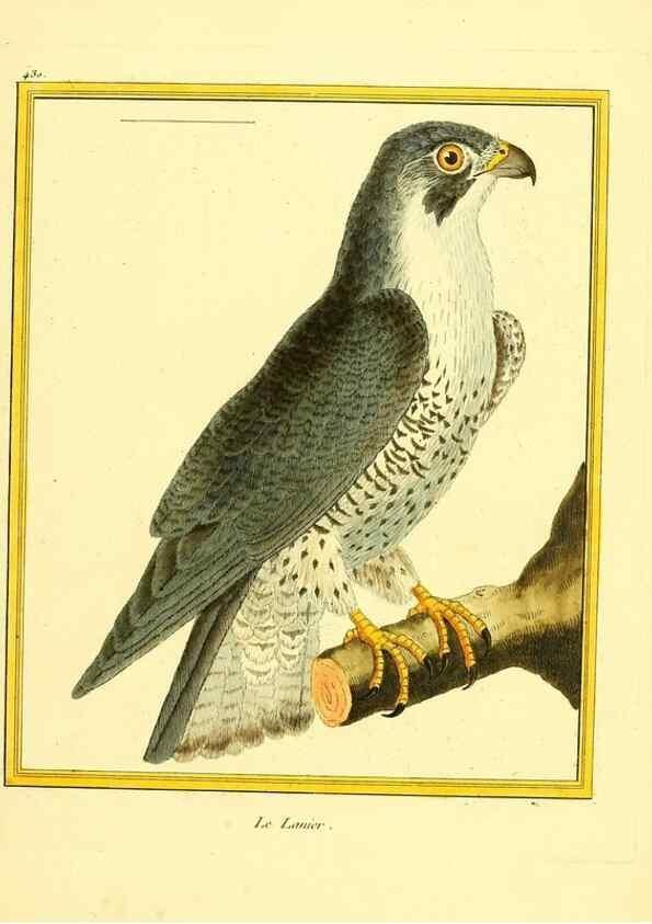 Reproducción/Reproduction 49639828086: Planches enluminées d'histoire naturelle. Paris? :s.n.,1765-1783?. 