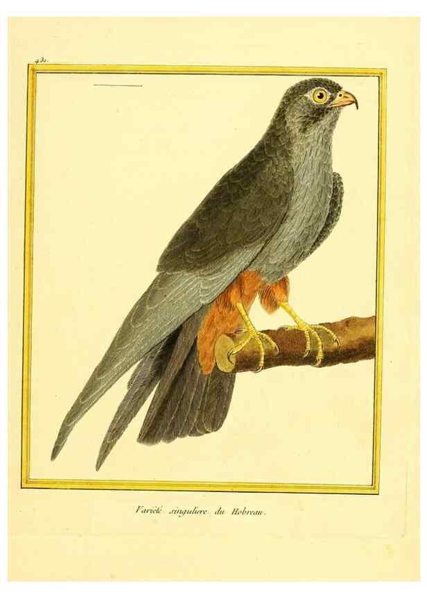 Reproducción/Reproduction 49640101012: Planches enluminées d'histoire naturelle. Paris? :s.n.,1765-1783?. 