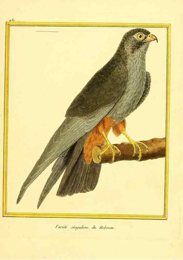 Reproducción/Reproduction 49640101012: Planches enluminées d'histoire naturelle. Paris? :s.n.,1765-1783?. 