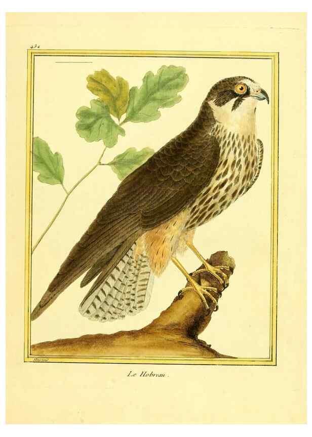 Reproducción/Reproduction 49639302998: Planches enluminées d'histoire naturelle. Paris? :s.n.,1765-1783?. 