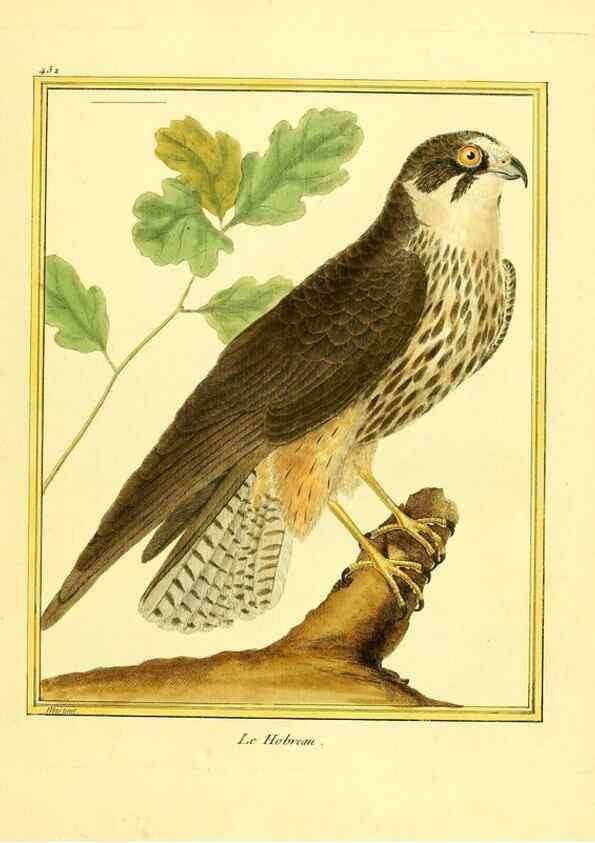 Reproducción/Reproduction 49639302998: Planches enluminées d'histoire naturelle. Paris? :s.n.,1765-1783?. 