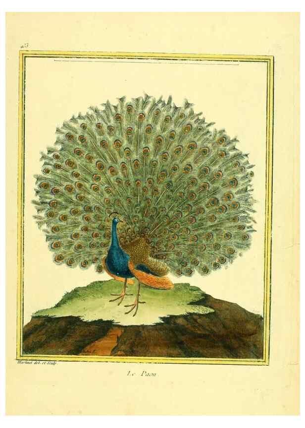 Reproducción/Reproduction 49639829046: Planches enluminées d'histoire naturelle. Paris? :s.n.,1765-1783?. 