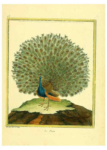 Reproducción/Reproduction 49639829046: Planches enluminées d'histoire naturelle. Paris? :s.n.,1765-1783?. 