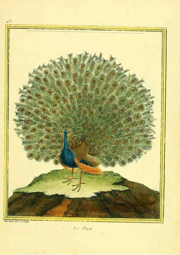 Reproducción/Reproduction 49639829046: Planches enluminées d'histoire naturelle. Paris? :s.n.,1765-1783?. 