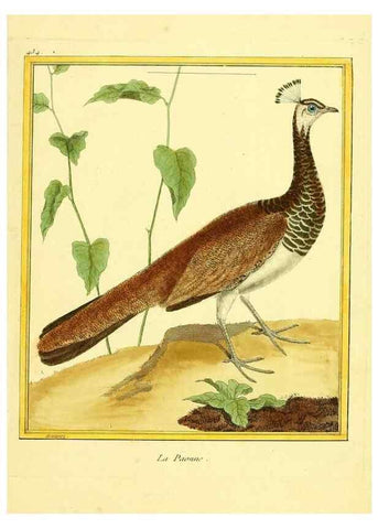 Reproducción/Reproduction 49639303678: Planches enluminées d'histoire naturelle. Paris? :s.n.,1765-1783?. 