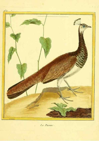 Reproducción/Reproduction 49639303678: Planches enluminées d'histoire naturelle. Paris? :s.n.,1765-1783?. 