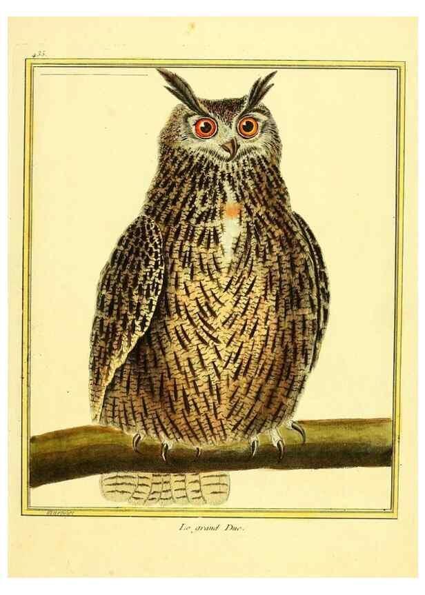 Reproducción/Reproduction 49639829791: Planches enluminées d'histoire naturelle. Paris? :s.n.,1765-1783?. 