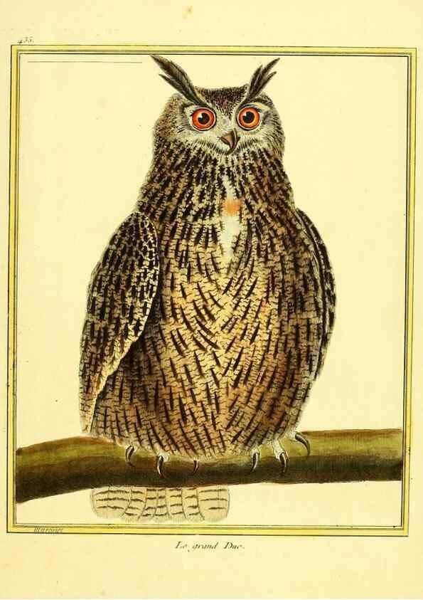 Reproducción/Reproduction 49639829791: Planches enluminées d'histoire naturelle. Paris? :s.n.,1765-1783?. 