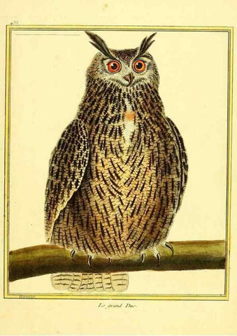 Reproducción/Reproduction 49639829791: Planches enluminées d'histoire naturelle. Paris? :s.n.,1765-1783?. 