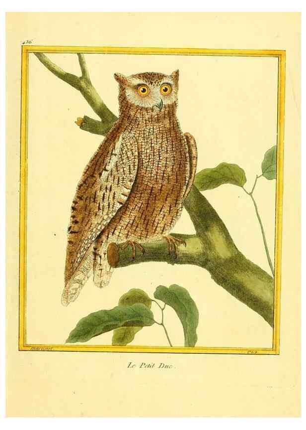 Reproducción/Reproduction 49640102742: Planches enluminées d'histoire naturelle. Paris? :s.n.,1765-1783?. 