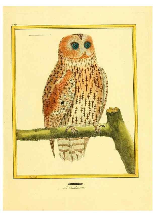 Reproducción/Reproduction 49639304903: Planches enluminées d'histoire naturelle. Paris? :s.n.,1765-1783?. 