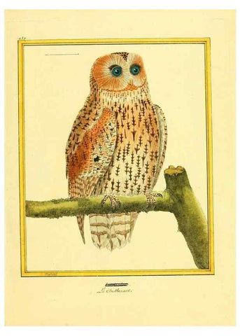 Reproducción/Reproduction 49639304903: Planches enluminées d'histoire naturelle. Paris? :s.n.,1765-1783?. 