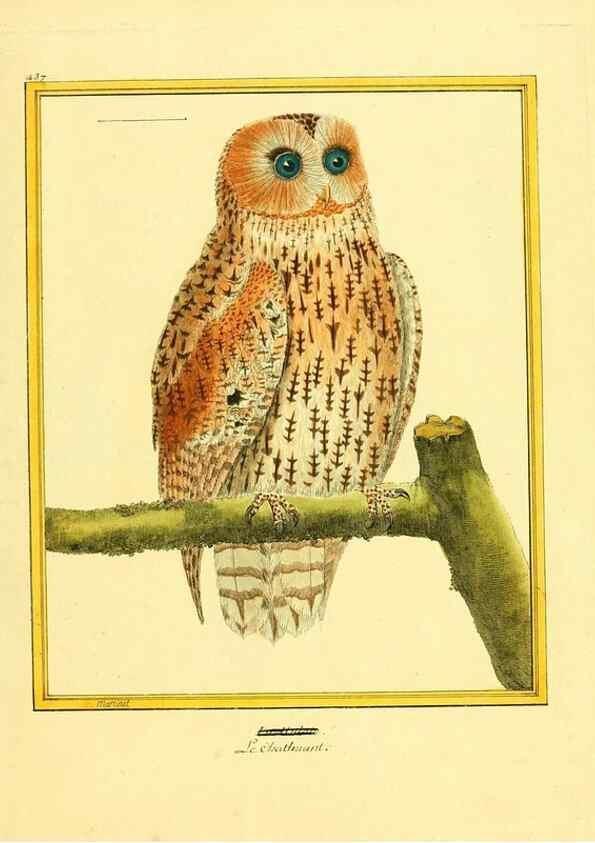Reproducción/Reproduction 49639304903: Planches enluminées d'histoire naturelle. Paris? :s.n.,1765-1783?. 