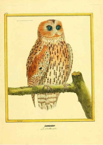 Reproducción/Reproduction 49639304903: Planches enluminées d'histoire naturelle. Paris? :s.n.,1765-1783?. 