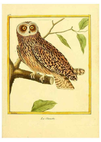 Reproducción/Reproduction 49640103382: Planches enluminées d'histoire naturelle. Paris? :s.n.,1765-1783?. 