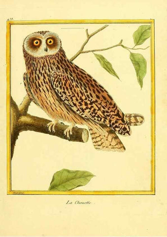 Reproducción/Reproduction 49640103382: Planches enluminées d'histoire naturelle. Paris? :s.n.,1765-1783?. 