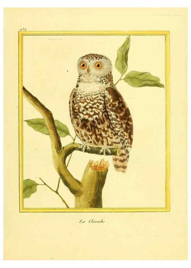 Reproducción/Reproduction 49639830931: Planches enluminées d'histoire naturelle. Paris? :s.n.,1765-1783?. 