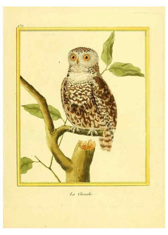 Reproducción/Reproduction 49639830931: Planches enluminées d'histoire naturelle. Paris? :s.n.,1765-1783?. 