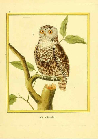 Reproducción/Reproduction 49639830931: Planches enluminées d'histoire naturelle. Paris? :s.n.,1765-1783?. 