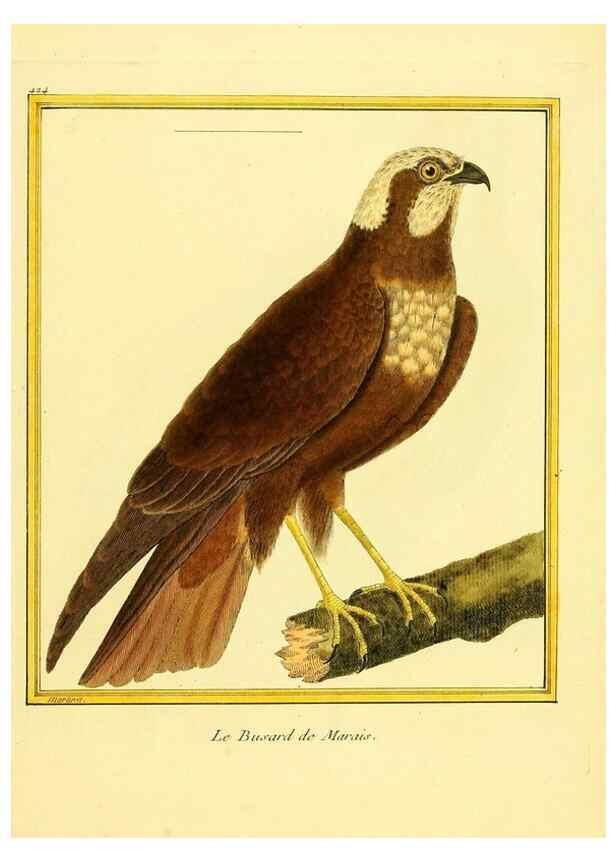 Reproducción/Reproduction 49639300858: Planches enluminées d'histoire naturelle. Paris? :s.n.,1765-1783?. 