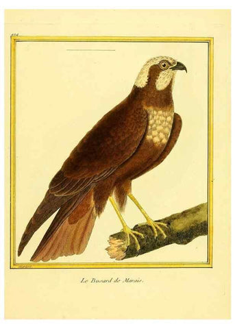 Reproducción/Reproduction 49639300858: Planches enluminées d'histoire naturelle. Paris? :s.n.,1765-1783?. 