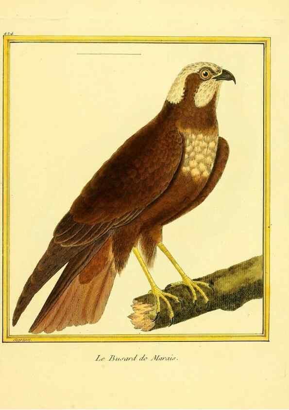 Reproducción/Reproduction 49639300858: Planches enluminées d'histoire naturelle. Paris? :s.n.,1765-1783?. 
