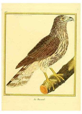Reproducción/Reproduction 49639826141: Planches enluminées d'histoire naturelle. Paris? :s.n.,1765-1783?. 