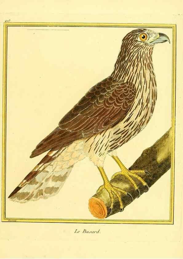 Reproducción/Reproduction 49639826141: Planches enluminées d'histoire naturelle. Paris? :s.n.,1765-1783?. 