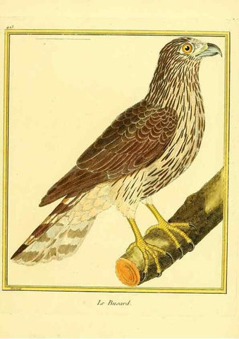 Reproducción/Reproduction 49639826141: Planches enluminées d'histoire naturelle. Paris? :s.n.,1765-1783?. 