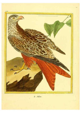 Reproducción/Reproduction 49640098557: Planches enluminées d'histoire naturelle. Paris? :s.n.,1765-1783?. 