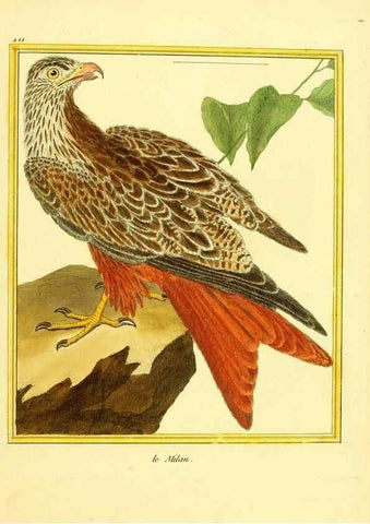 Reproducción/Reproduction 49640098557: Planches enluminées d'histoire naturelle. Paris? :s.n.,1765-1783?. 