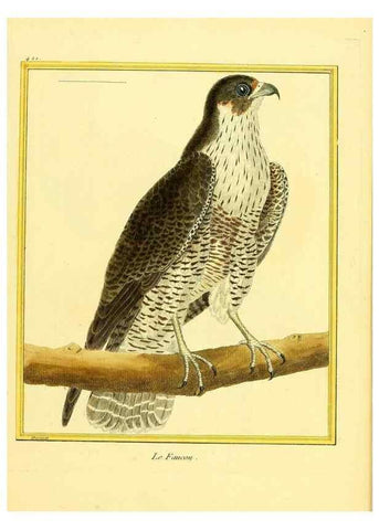 Reproducción/Reproduction 49639825641: Planches enluminées d'histoire naturelle. Paris? :s.n.,1765-1783?. 