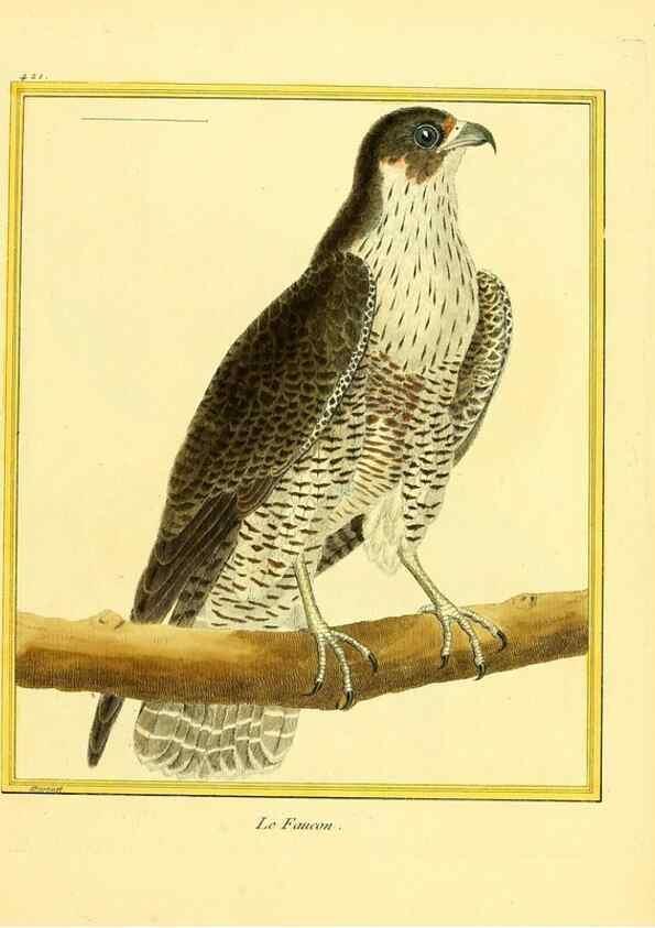 Reproducción/Reproduction 49639825641: Planches enluminées d'histoire naturelle. Paris? :s.n.,1765-1783?. 
