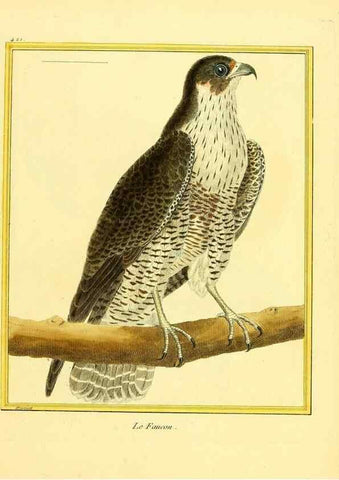 Reproducción/Reproduction 49639825641: Planches enluminées d'histoire naturelle. Paris? :s.n.,1765-1783?. 