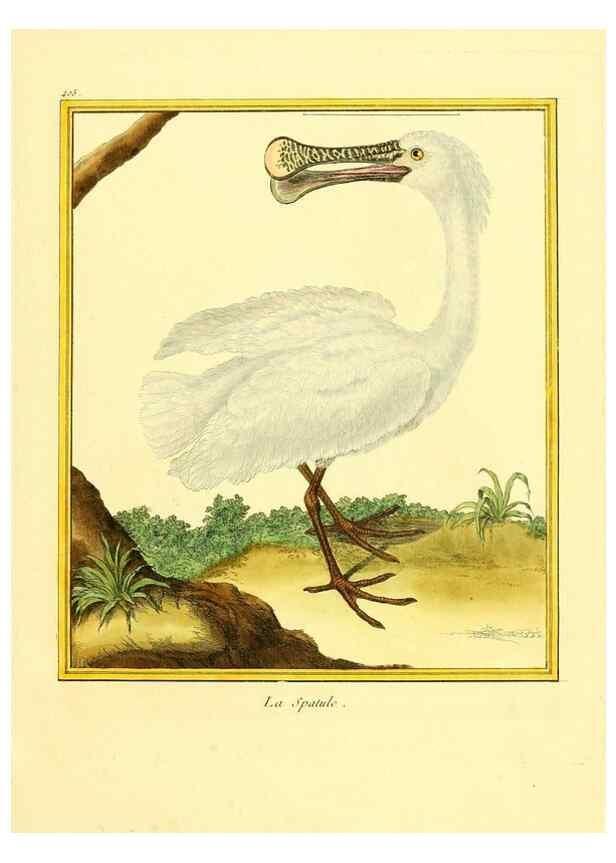 Reproducción/Reproduction 49640093822: Planches enluminées d'histoire naturelle. Paris? :s.n.,1765-1783?. 
