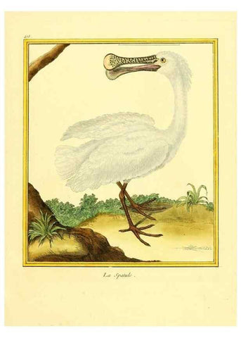Reproducción/Reproduction 49640093822: Planches enluminées d'histoire naturelle. Paris? :s.n.,1765-1783?. 