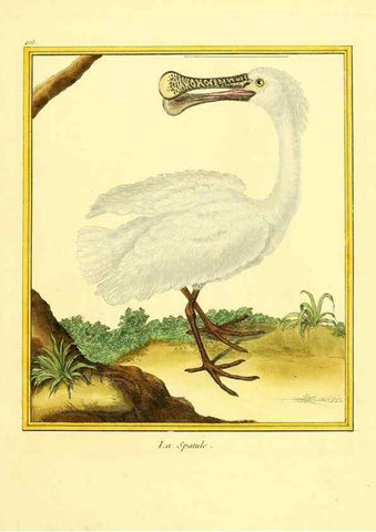 Reproducción/Reproduction 49640093822: Planches enluminées d'histoire naturelle. Paris? :s.n.,1765-1783?. 
