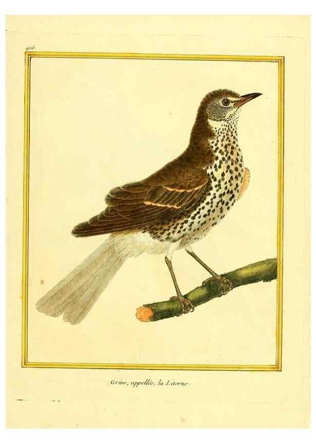 Reproducción/Reproduction 49639821531: Planches enluminées d'histoire naturelle. Paris? :s.n.,1765-1783?. 